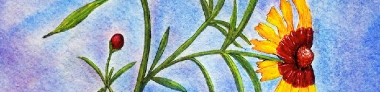 Coreopsis featured image.